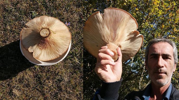 Sakarya'da 620 gram ağırlığında mantar bulundu!