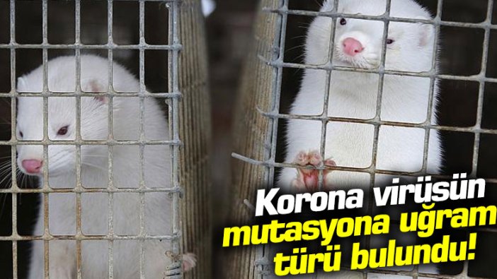 Danimarka'da korona virüsün mutasyona uğramış türü bulundu!