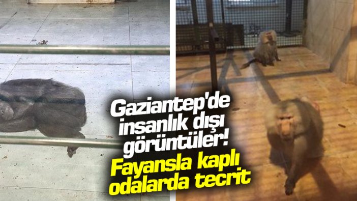 Gaziantep  Hayvanat Bahçesi’nde maymunlara tecrit! Soğuk zeminde yatıyorlar