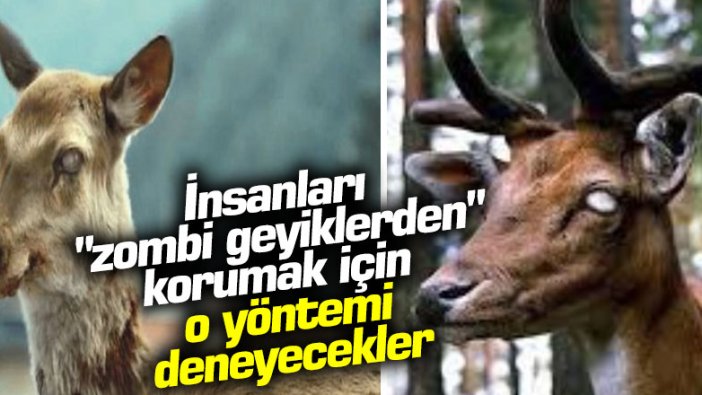 ABD'de uzmanlar, insanları "zombi geyiklerden" korumak için o yöntemi deneyecekler