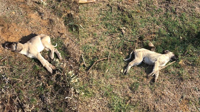 Isparta'da 7 köpeğin zehirlenmesine ilişkin inceleme yapıldı!