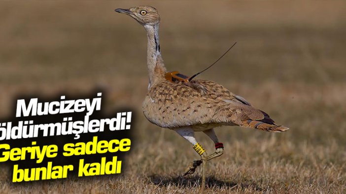 108 yılda sadece 2 kez görülen Yakalı Toy kuşundan geriye sadece takip cihazı parçaları kaldı