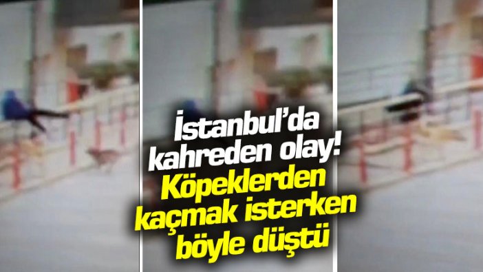 Köpeklerden kaçarken 6 metre yükseklikten böyle düştü