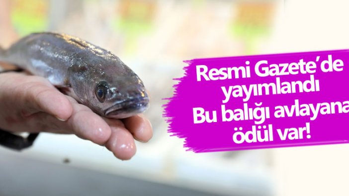 Resmi gazetede yayımlandı! Balon balığı avlayana ödül var  