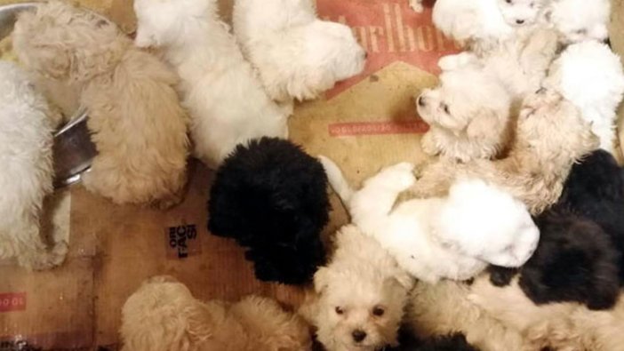 Romanya'dan gelen yolcu otobüsünde Terrier cinsi 23 yavru köpek...