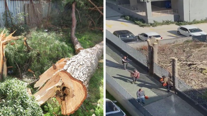 Kadıköy'de fıstık çamı gerginliği! Önce kestiler, sonra kaçtılar