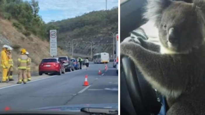 6 araçlık zincirleme kazaya sebep olan koala, verdiği pozla çok konuşuldu