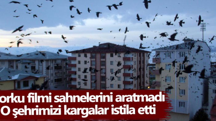 Korku filmi sahnelerini aratmadı! Ardahan şehir merkezinde karga istilası