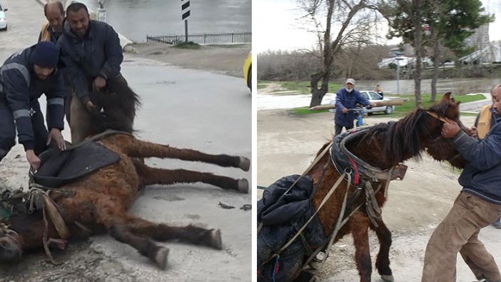 Edirne'de yorgunluktan bayılan ata öyle şeyler yaptılar ki...