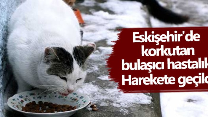 Eskişehir’de kedilerde görülen FİP hastalığına karşı önlem