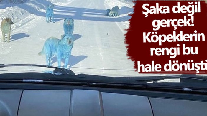 Şaka sandılar! Rusya’da 'mavi köpek' paniği yaşandı