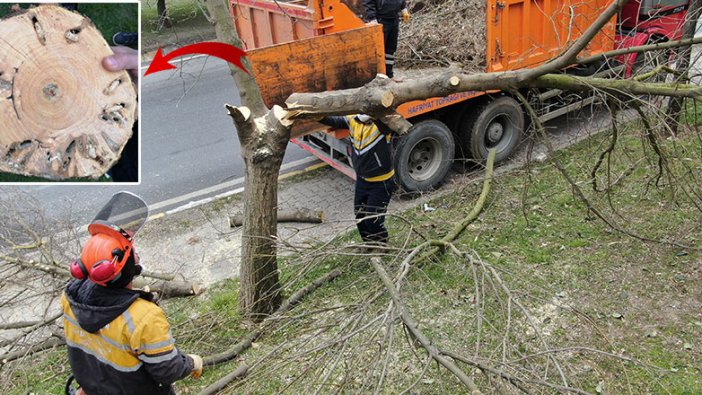 İstanbul'da Teke Böceği nedeniyle ağaçlar tehlikeye düştü!