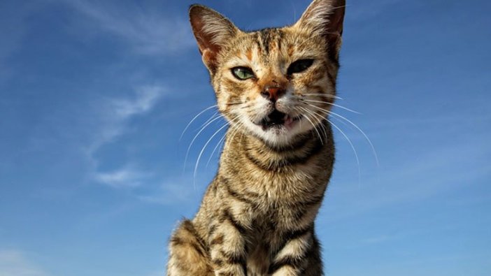 Sudan'da bir yolcu uçağının kokpitine giren kedi pilotlara saldırdı! Uçak acil iniş yaptı