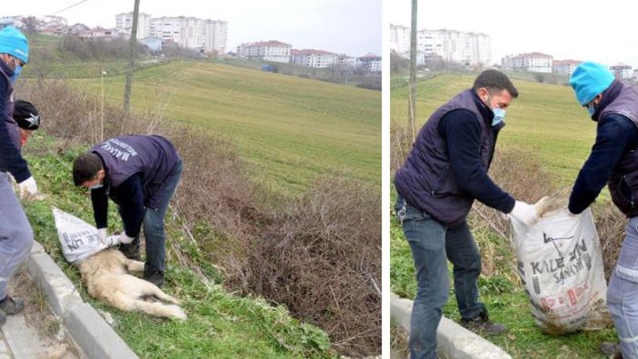 Tekirdağ'da insanlık dışı eziyet! Önce çuvala koyup...