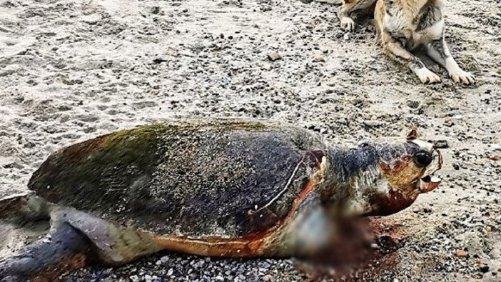 Muğla'da Caretta Caretta'nın yüzgecini kesip ölüme terk ettiler