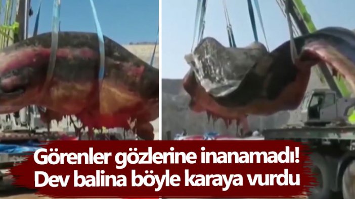 Görenler gözlerine inanamadı! Çin'de dev ispermeçet balinası karaya vurdu