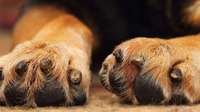 Ankara'da sahiplendiği köpeğin kulaklarını kesen kişiye ceza