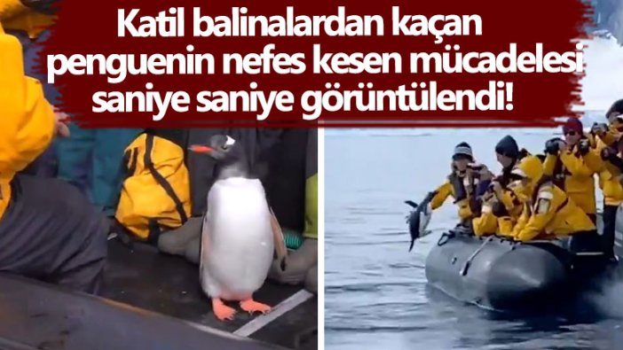 Antarktika'da katil balinalardan kurtulmaya çalışan penguen, son anda bota atlamayı başardı