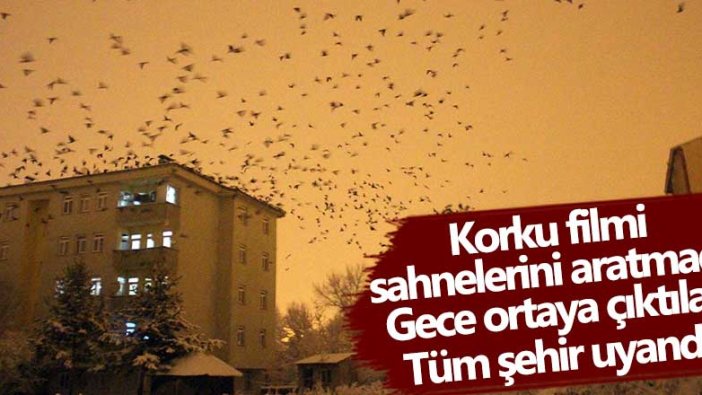 Korku filmi sahnelerini aratmadı Gece ortaya çıktılar Tüm şehir uyandı