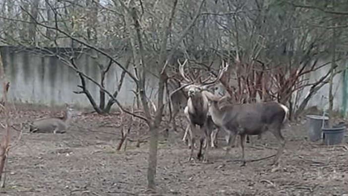 Zonguldak'ta hayvanat bahçesinden çaldığı geyiği yemişti! Yeni gelişme