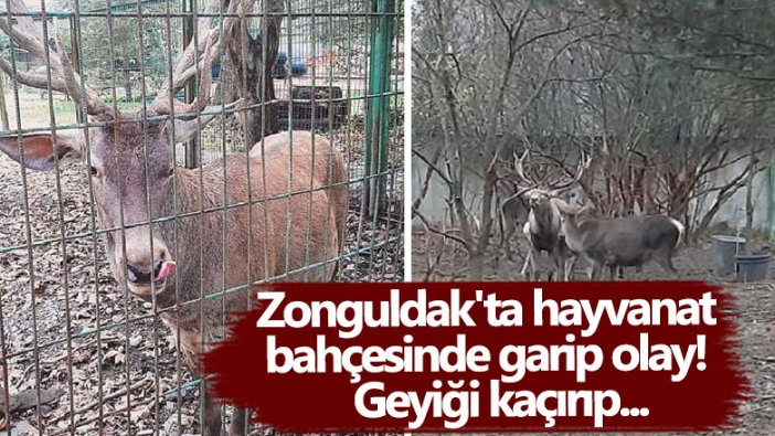 Zonguldak'ta hayvanat bahçesinde garip olay! Geyiği kaçırıp yediler