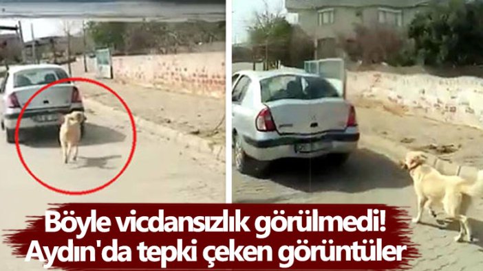 Böyle vicdansızlık görülmedi! Aydın'da tepki çeken görüntüler