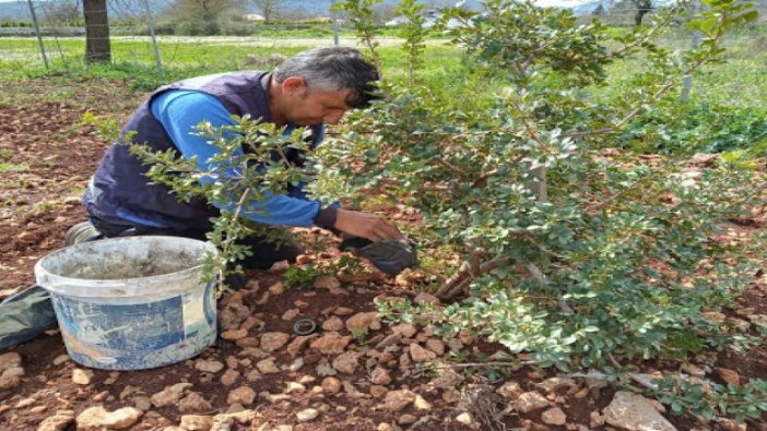 Ağaç, ağaççık ve çalı grubu satın alınacaktır