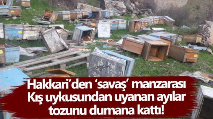 Hakkari’den savaş manzarası! Kış uykusundan uyanan ayılar tozunu dumana kattı!