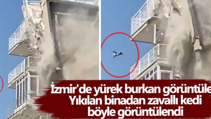 İzmir'de yürek burkan görüntüler! Yıkılan binadan zavallı kedi böyle görüntülendi