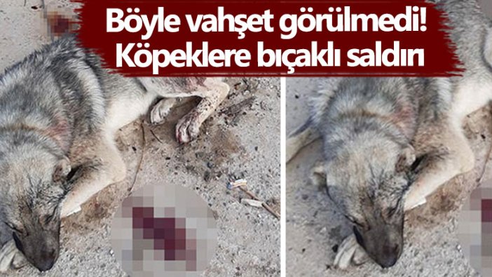 Böyle vahşet görülmedi!  Köpeklere bıçaklı saldırı