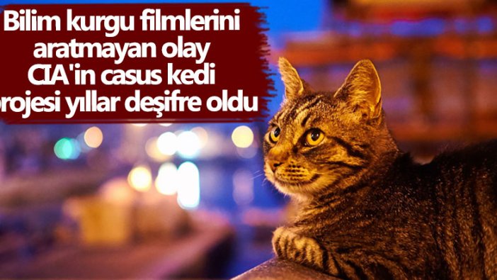 CIA'in casus kedi projesi yıllar sonra ortaya çıkan belgelerle deşifre oldu