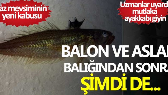 Uzmanlar uyardı mutlaka ayakkabı giyin! Balon ve aslan balığından sonra şimdi de...