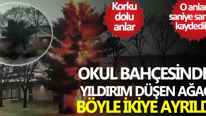 Korku dolu anlar! Okul bahçesinde yıldırım düşen ağaç böyle ikiye ayrıldı