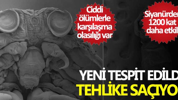 Siyanürden 1200 kat daha etkili! Yeni tespit edildi, balon balığı tehlike saçıyor