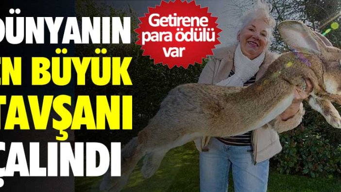 Getirene para ödülü var! Dünyanın en büyük tavşanı çalındı