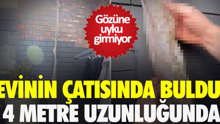 Evinin çatısında buldu! 4 metre uzunluğunda...