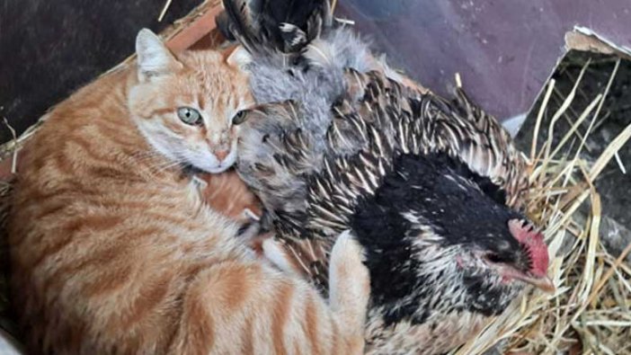 Kocaeli Başiskele'de kedi ve 3 yavrusu, tavukla birlikte yaşıyor