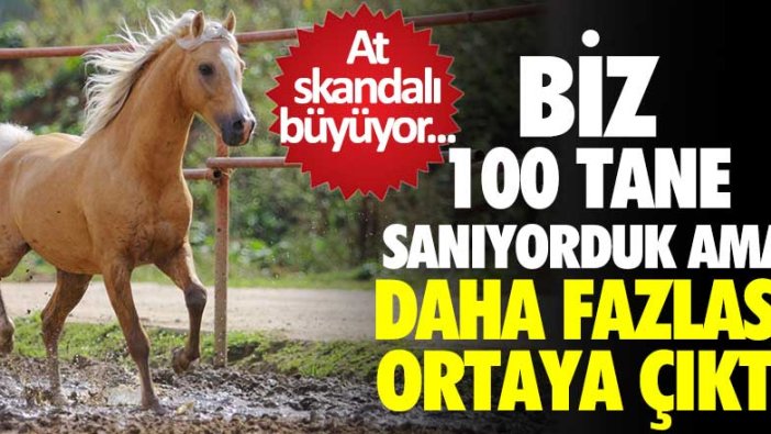 At skandalı büyüyor... Biz 100 tane sanıyorduk ama daha fazlası ortaya çıktı