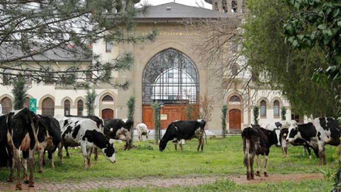 Trakya Üniversitesi'nde çimler, biçilmek yerine büyükbaşlara yedirildi