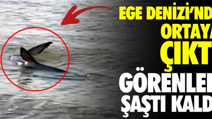 Ege Denizi'nde köpekbalığı ortaya çıktı! Görenler şaştı kaldı