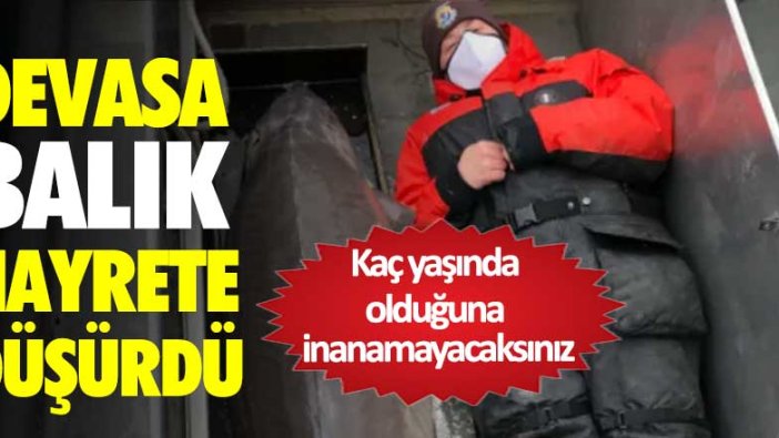 Devasa balık hayrete düşürdü! Tam 100 yaşında