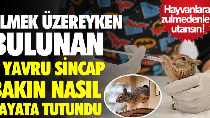 Ölmek üzereyken bulunan 4 yavru sincap hayata tutundu