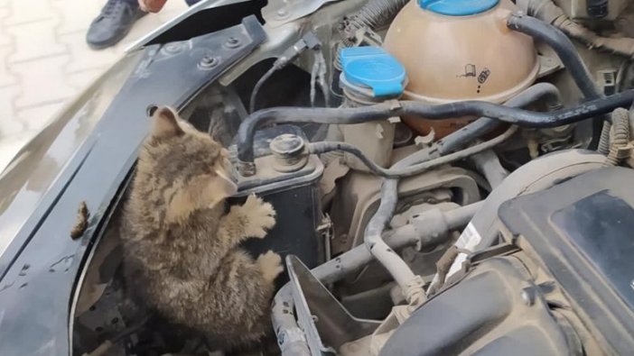 Osmaniye'de otomobilin motor bölümünde sıkışan kedi yavrusunu itfaiye kurtardı