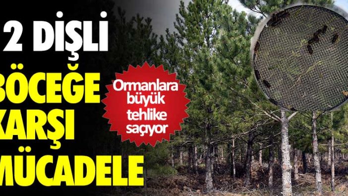 12 dişli kabuk böceği ormanlara tehlike saçıyor!