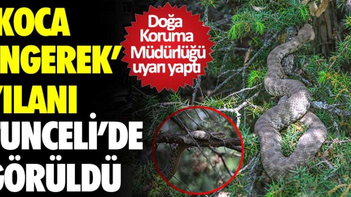 Tunceli'de koca engerek yılanı görüldü!