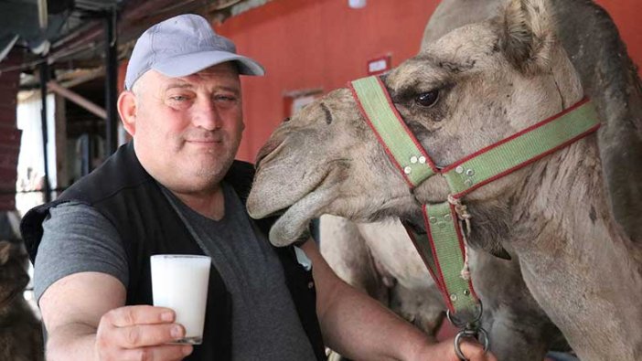 Pandemi döneminde deve sütünde talep patlaması yaşanıyor!