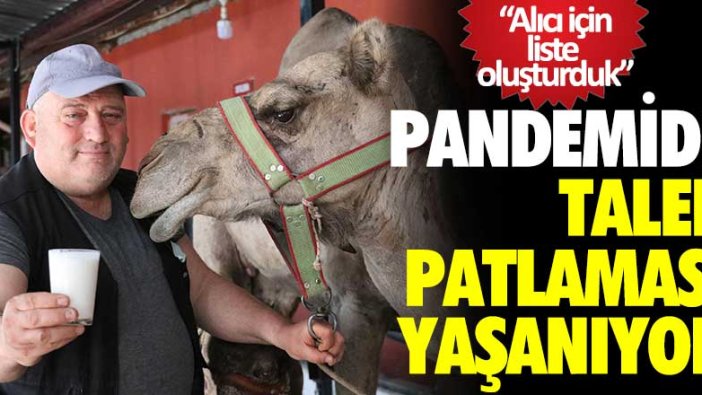 Pandemi döneminde deve sütünde talep patlaması yaşanıyor!