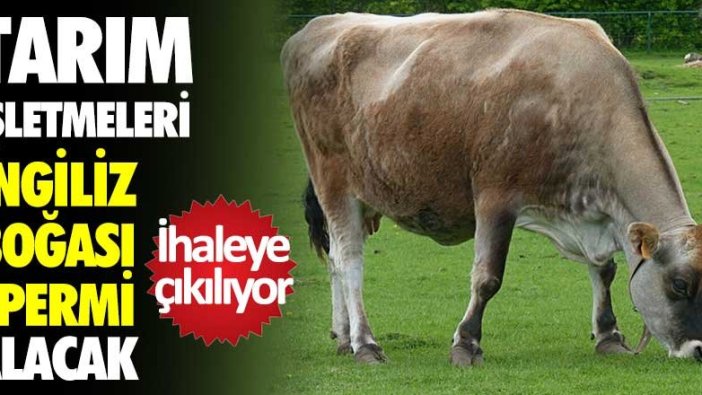 Tarım İşletmeleri İngiliz boğası spermi alacak!