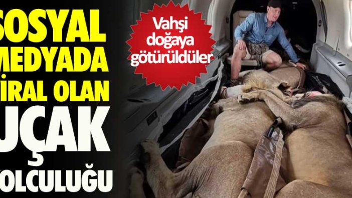 200 kiloluk aslanların uçak yolculuğu sosyal medyada viral oldu