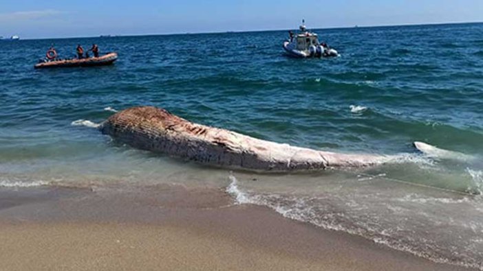 Mersin'de sahile ölü oluklu balina vurdu